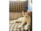 Adopt Gilbert a White (Mostly) Domestic Shorthair (short coat) cat in Long