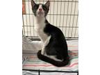 Adopt Snow Drop a All Black Domestic Shorthair / Domestic Shorthair / Mixed cat