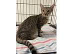 Adopt Hydrangea a Gray or Blue Domestic Shorthair / Domestic Shorthair / Mixed