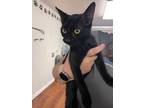 Adopt Tansy a All Black Domestic Shorthair / Domestic Shorthair / Mixed cat in