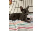 Adopt Lupine a Gray or Blue Domestic Shorthair / Domestic Shorthair / Mixed cat
