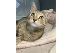 Adopt Mrs. Grouper a Brown or Chocolate Domestic Shorthair / Domestic Shorthair