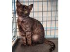 Adopt Twilight a Domestic Shorthair / Mixed (short coat) cat in Darlington