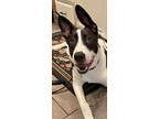 Adopt Ollie a Black - with White Border Collie / Labrador Retriever / Mixed dog