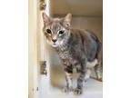 Adopt Kitty a Domestic Shorthair / Mixed (short coat) cat in Highland Village