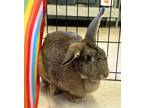 Adopt Mara a Agouti Other/Unknown rabbit in Westford, MA (38747036)