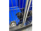 Adopt Merelo a Black Mixed Breed (Medium) dog in Whiteville, NC (38678064)