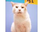 Adopt Suzuki a Orange or Red Domestic Shorthair / Mixed cat in Newark