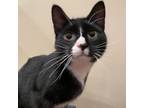 Adopt Sir Purrs A Lot a All Black Domestic Shorthair / Mixed cat in Howard