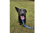 Adopt Sarang a Black Labrador Retriever / Jindo / Mixed dog in Palisades Park