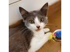 Adopt Kismet a Gray or Blue (Mostly) Domestic Shorthair (short coat) cat in Fort