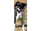Adopt Chase a Black Mixed Breed (Medium) / Mixed dog in Madison, FL (38638175)