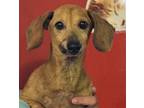 Adopt Bruno a Brown/Chocolate Dachshund / Mixed dog in Madison, FL (38636006)