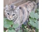 Adopt Freda a Tortoiseshell American Shorthair (short coat) cat in Woodland