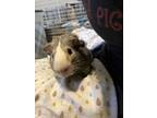 Adopt Pippit a Silver or Gray Guinea Pig (short coat) small animal in Alvaton