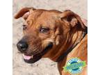 Adopt Cinnamon - PAWS a Mixed Breed (Medium) / Mixed dog in Las Cruces