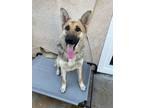 Adopt Luna a Tan/Yellow/Fawn - with Black German Shepherd Dog / Mixed dog in Van