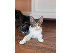 Adopt Pretty Girl a Brown Tabby Domestic Shorthair (short coat) cat in