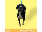 Adopt Susie a Black Labrador Retriever / Mixed dog in Tuscaloosa, AL (38723591)