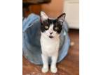 Adopt Proud Boy a White (Mostly) Domestic Shorthair (short coat) cat in