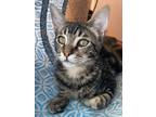 Adopt Sgt. Pepper a Brown Tabby Domestic Shorthair (short coat) cat in
