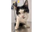 Adopt Ava a Domestic Shorthair / Mixed cat in Whitestone, NY (38750436)