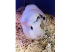Adopt Squinker a Tan or Beige Guinea Pig / Guinea Pig / Mixed small animal in