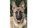 Adopt Elvis von Elbe a Tan/Yellow/Fawn German Shepherd Dog / Mixed dog in Los