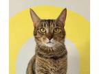 Adopt Pimsy a Brown or Chocolate Domestic Shorthair / Domestic Shorthair / Mixed