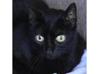 Adopt Miss Blake a All Black Domestic Shorthair / Domestic Shorthair / Mixed cat