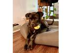 Adopt Cassie a Black Cane Corso / American Staffordshire Terrier / Mixed dog in