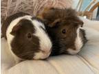 Adopt Zushi & Mr Helper a Guinea Pig small animal in Los Angeles, CA (38594415)