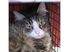 Adopt Raspberry a Gray or Blue Domestic Longhair / Domestic Shorthair / Mixed