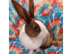 Adopt Caramel a Dutch / Mixed rabbit in Evansville, IN (38731003)