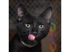 Adopt Pesto a All Black Domestic Shorthair / Mixed cat in Evansville