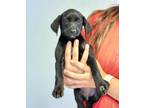 Adopt Isabelle a Black Labrador Retriever / Mixed dog in St.