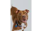 Adopt Rusty a American Staffordshire Terrier / Hound (Unknown Type) / Mixed dog