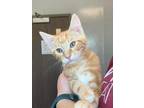 Adopt Ohio a Orange or Red Domestic Shorthair / Domestic Shorthair / Mixed cat