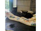 Adopt Doodle a All Black Domestic Shorthair / Domestic Shorthair / Mixed cat in