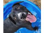 Adopt Nolan a Black Labrador Retriever / American Pit Bull Terrier / Mixed dog