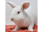 Adopt Rice a White American / Satin / Mixed (short coat) rabbit in Largo