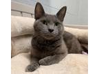 Adopt Freida a Gray or Blue Domestic Shorthair / Domestic Shorthair / Mixed cat