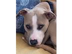 Adopt Sunshine a Tan/Yellow/Fawn - with White American Pit Bull Terrier /