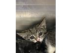Adopt Dr. Pepper a Gray or Blue Domestic Shorthair / Domestic Shorthair / Mixed