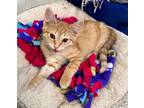 Adopt Gretna a Orange or Red Domestic Shorthair / Domestic Shorthair / Mixed cat
