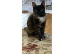 Adopt Jade a Tortoiseshell American Shorthair (short coat) cat in Warwick