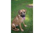 Adopt Topper a German Shepherd Dog / Mixed dog in St. Francisville