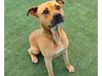Adopt Bongo a Tan/Yellow/Fawn Boxer / American Pit Bull Terrier / Mixed dog in