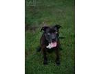 Adopt Diamond a American Pit Bull Terrier / Mixed dog in St.