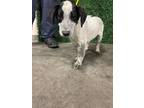 Adopt Simba a White Border Terrier / Mixed dog in El Paso, TX (38741262)